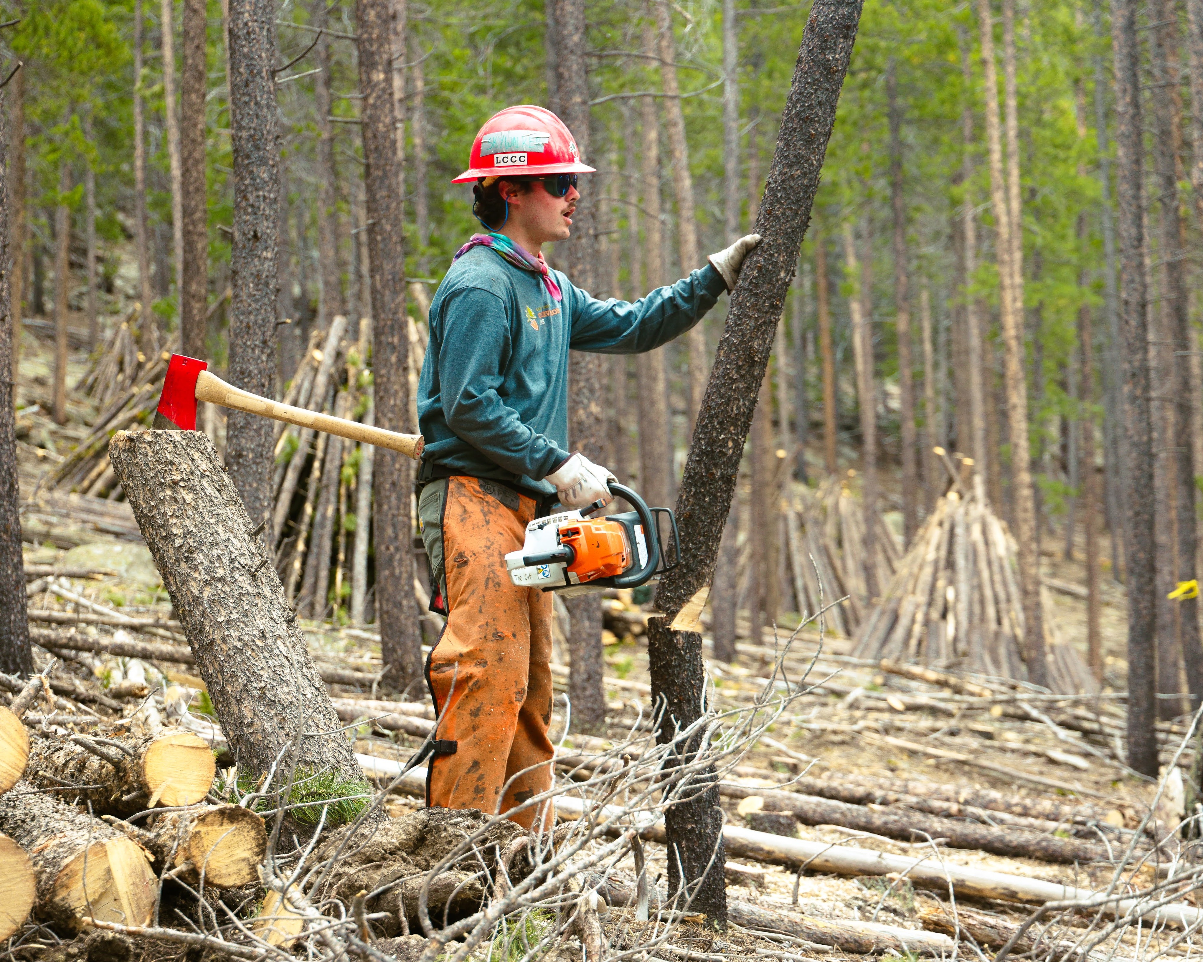 Image Forestry Crew Member felling a tree.