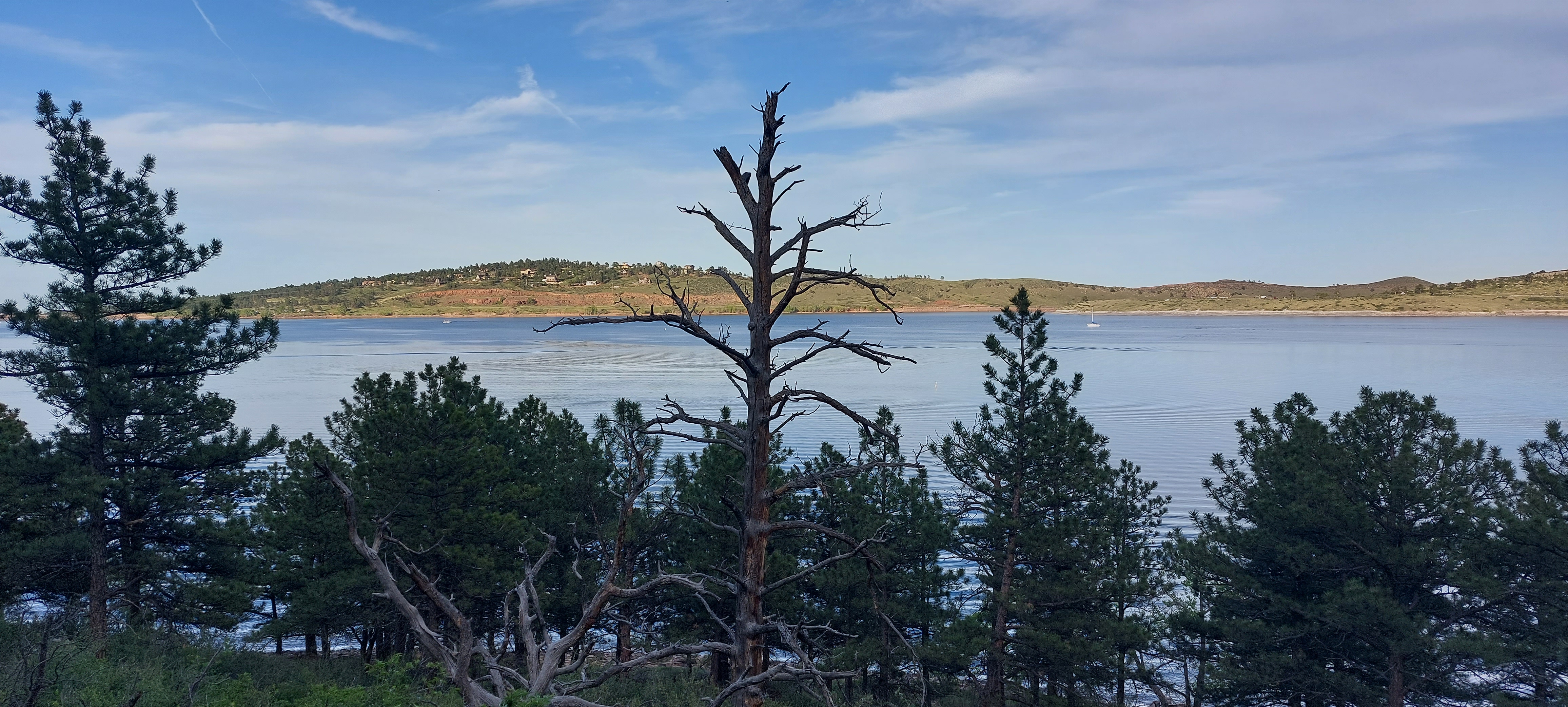 画像15：カーター湖の木