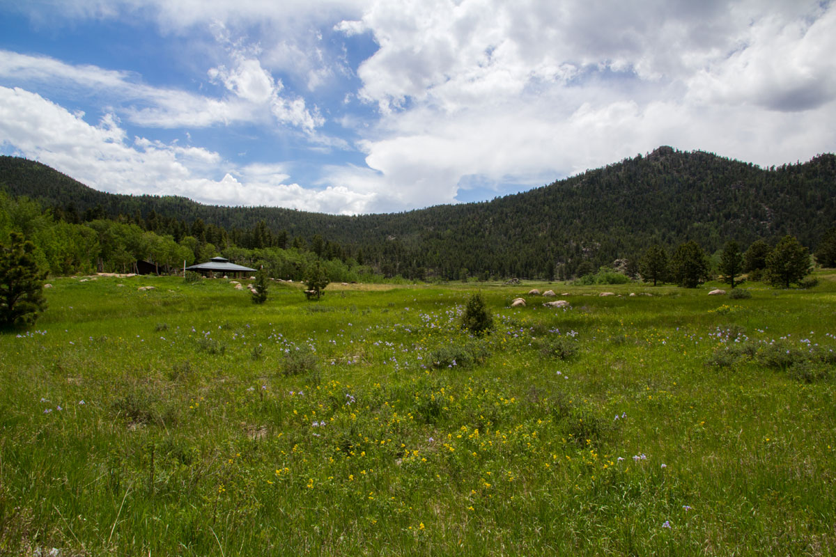 primavera ermitaño