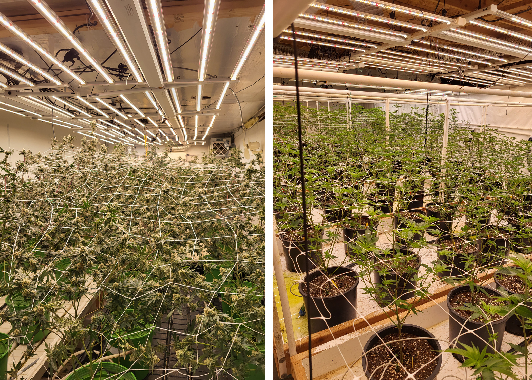 Image 1: Two photos showing rooms filled with numerous marijuana plants in various stages of growth