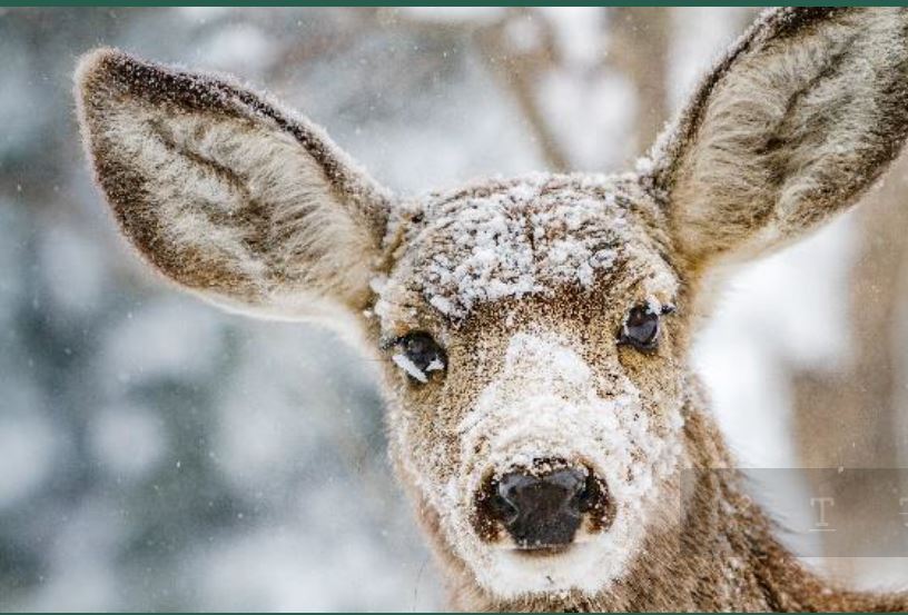 Mule deer in the snow. 