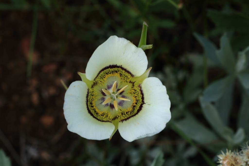 Image 2: Sego Lily in Larimer County by Mark Yoder