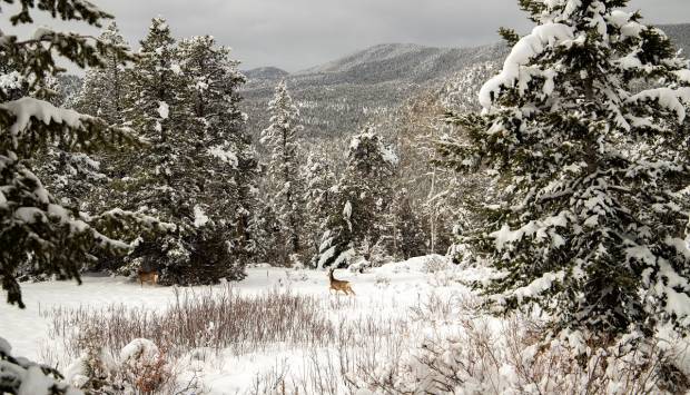 Understanding the Nuances of Winter Recreation Can Save a Life, even that of Wildlife