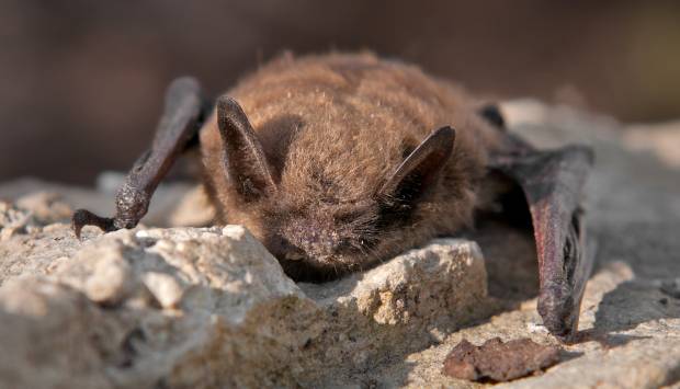 تم العثور على خفاش مسعور في مقاطعة لاريمر