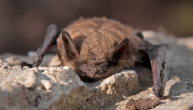 Rabid Bat Found in Twin Silo Park in Fort Collins