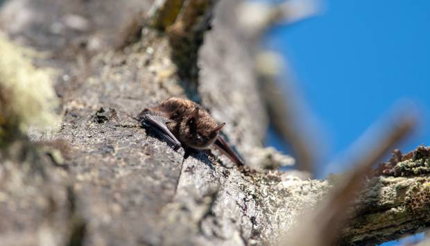 Rabid Bat gevonden in Edora Park in Fort Collins