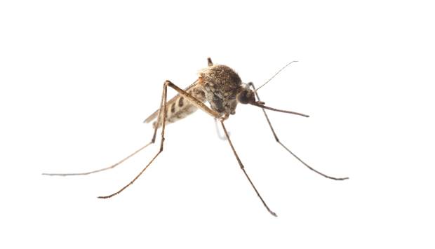 zanzara culex