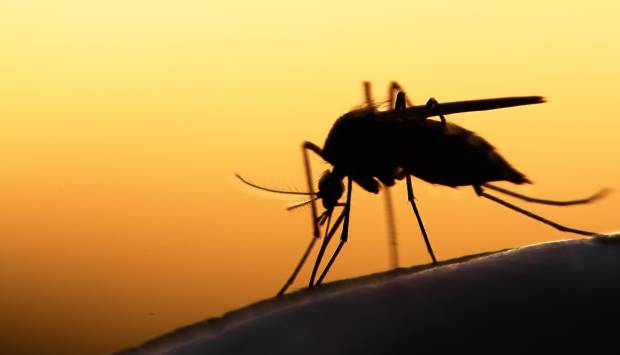 Silhouette of a mosquito at sunset