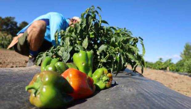 开花结果：拉里默县园丁大师研究科罗拉多州北部的顶级西红柿和完美辣椒