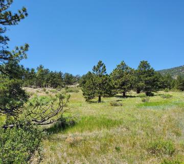 A photo of three ponderosa pine trees in an opening at Chimney Hollow Open Space