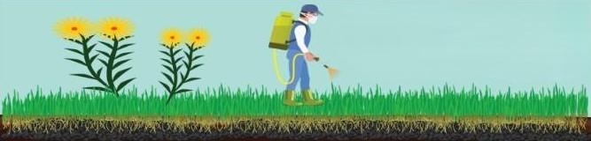 An illustration of yellow flowers and green grass with a man spraying chemicals on them, potentially representing the use of pesticides or herbicides in a garden or lawn.