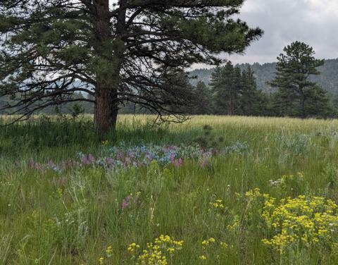 A ponderosa pine and a field of wildflowers at Chimney Hollow Open Space