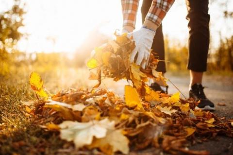 A person gathering fall leaves on a bright autumn day, with colorful foliage in the background.