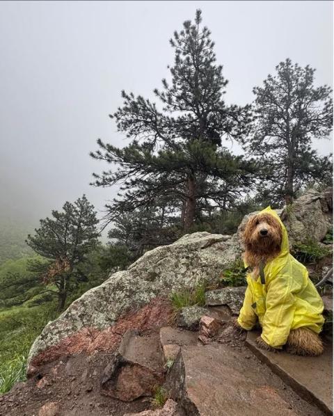 A doodle dog sits in a raincoat on a trail near an outcropping of rocks.