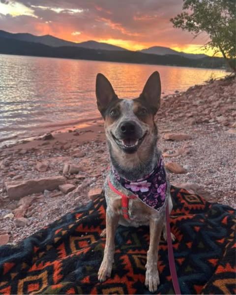 A small dog at sunst on the shores of Carter Lake