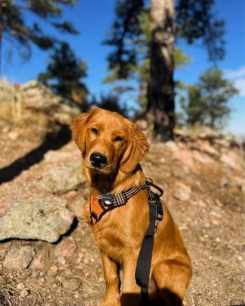 A retriever dog sits on a rocky area with trees in the background.