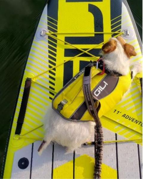 A small dog in a yellow lifejacket sits on a paddleboard