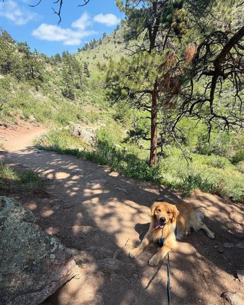 A dog lies down in the shade of a tree on a trail.