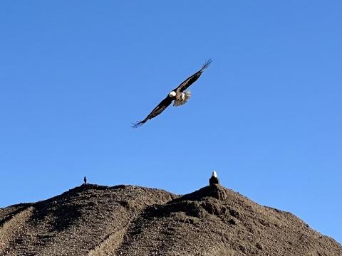 Gravel pile with eagles