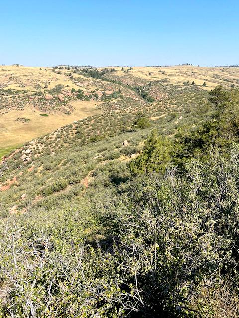 The Fonay Ranch boasts high quality, intact native foothills grassland
