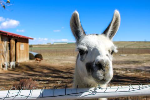 Close-up shot of a white and gray llama peering over a fence at Harvest Farm in Wellington, Colorado