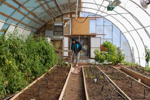 A man tends to plants in a greenhouse at Harvest Farm in Wellington, Colorado