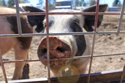 A pig pushes its snout up against a metal fence at Harvest Farm in Wellington, Colorado