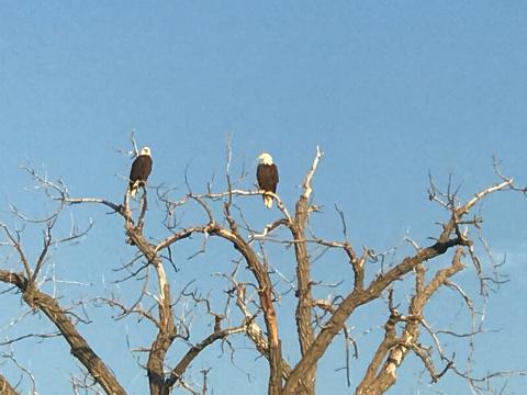 Eagles sitting in a leafless tree with blue sky above
