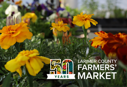 Flower background with LCFM 50 Years logo