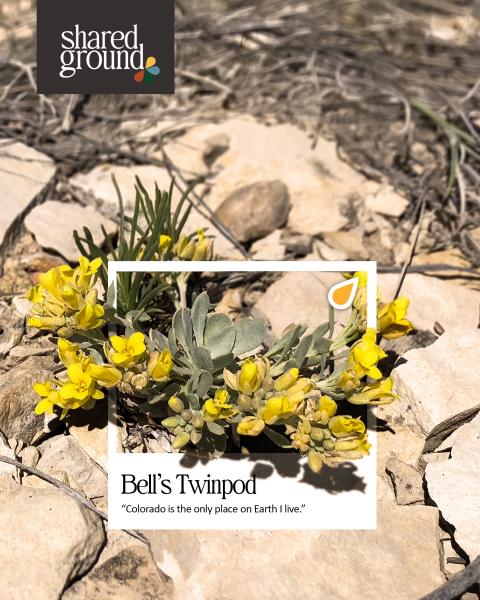 Bells Twinpod Graphic