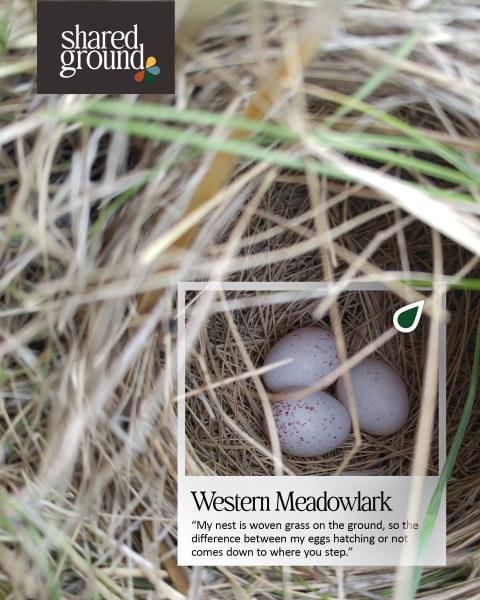 Shared Ground - Meadowlark nest with eggs