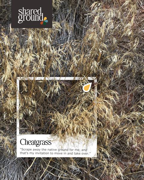 Cheatgrass Graphic
