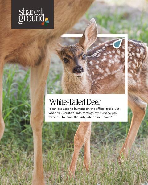 White tailed deer