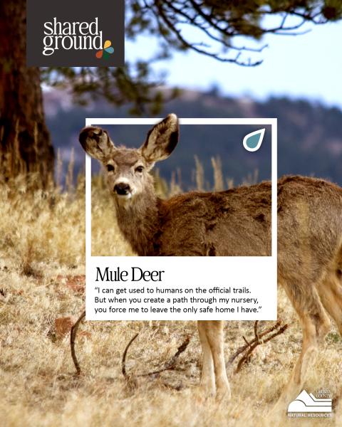 Shared Ground - Mule deer graphic