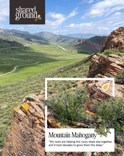 Shared Ground - Mountain Mahogony