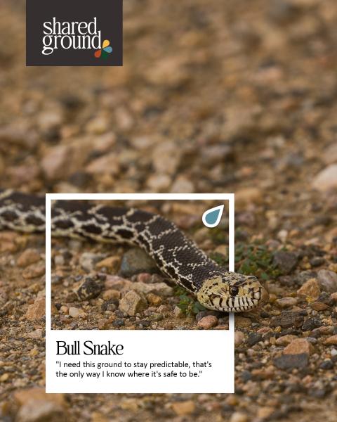 Bull snake