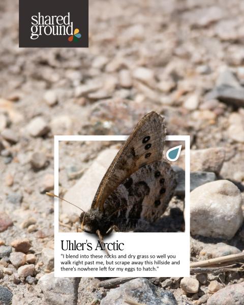 Shared Ground - Uhlers Arctic