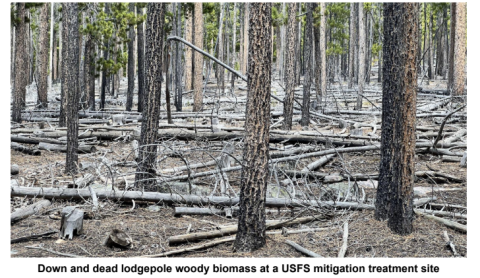 down and dead lodgepoles woody biomass at a USFS mitigation treatment site