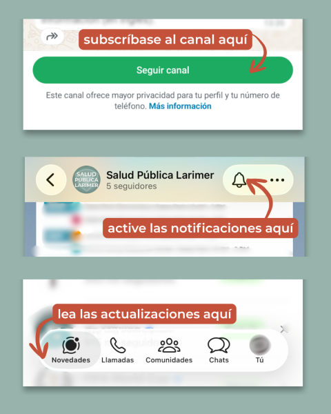 tres capturas de pantalla señaladas con flechas muestran las áreas de la aplicación de WhatsApp para seguir a un canal, activar las notificaciones y dónde encontrar actualizaciones