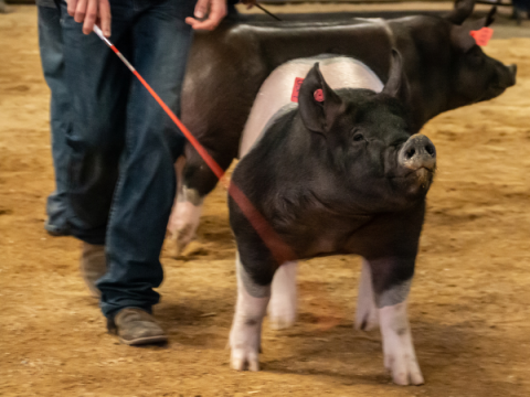 Ein Teenager führt ein Schwein/Schwein