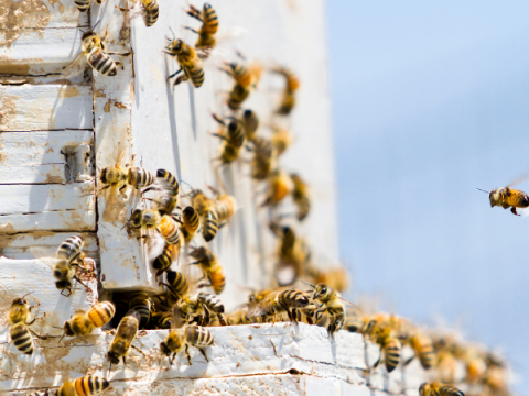 Les abeilles volent autour d'une ruche