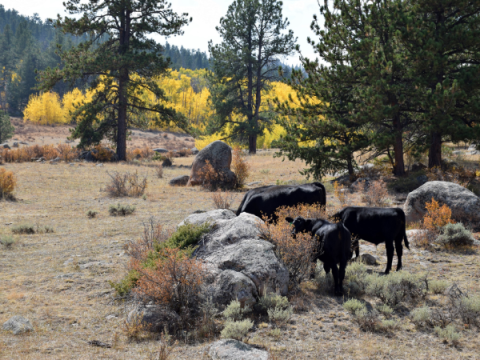 Cattle in the Mountains