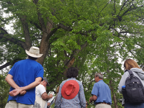 Un grupo de maestros jardineros miran un árbol