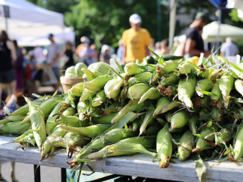 Larimer County Farmers' Market의 벤더 가판대에 있는 옥수수