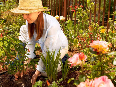 En kvinna planterar blommor i en rabatt
