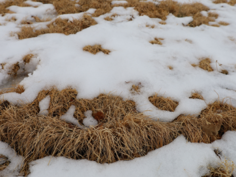 Buffalo grass in December. All of the grass is brown.