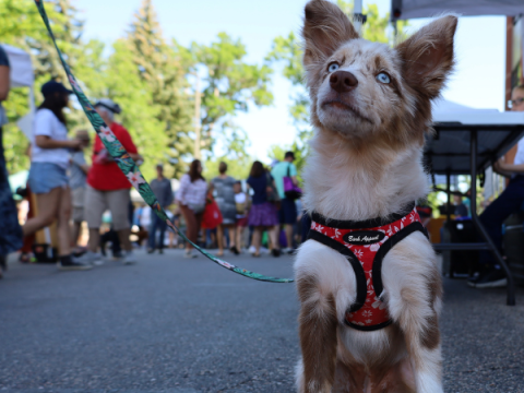 A puppy at the Larimer County Farmers' Market