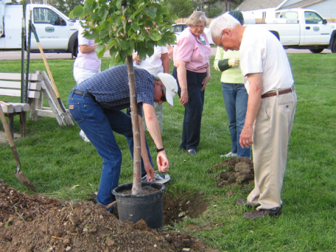 वयस्कों का एक समूह एक पेड़ लगाता है।