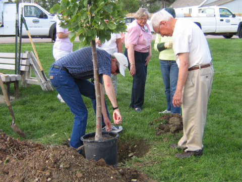 Um grupo de adultos planta uma árvore.