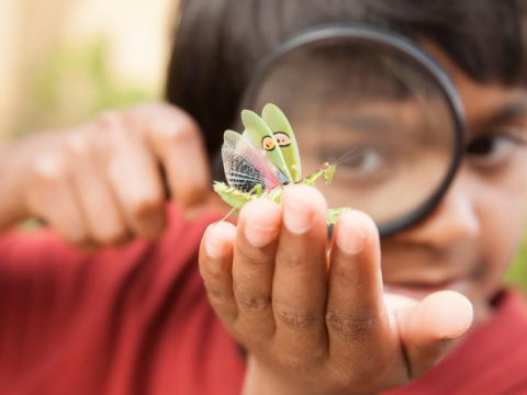 एक बच्चा एक आवर्धक कांच के माध्यम से एक कीट को देखता है